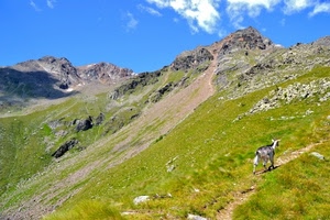 capra, erba, nuvole, cielo, montagna, montagne, animale, verde, rocce, azzurro, sentiero, prato, bianco, cime, pascolo, roccia, pendio