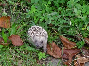 foglie, riccio, erba, animale, verde, natura, muso, aculei, autunno