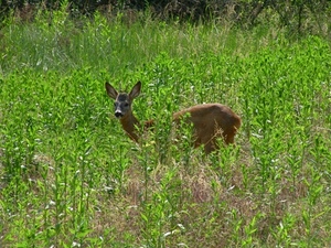 verde, orecchie, erba, animale, cerbiatto, corna, muso, piante, mammifero, prato, marrone, natura, bosco, alta