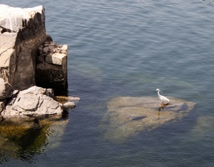 uccello, mare, acqua, scogli, bianco, rocce, airone, scoglio