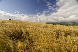 nuvole, cielo, campo, grano, giallo, spighe, spiga, paesaggio, coltivazione