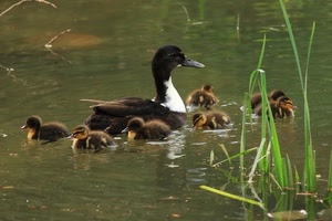 acqua, erba, pulcini, anatroccoli, papera, becco, anatra, animali
