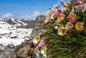 neve, fiori, montagna, roccia, cielo, montagne, erba, rocce, monti, pianta