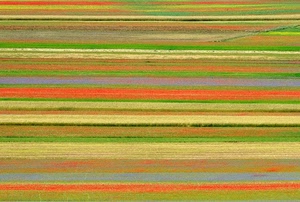 righe, colori, fiori, strisce, campo, prato, verde, rosso, multicolore, strati, giallo, fioritura