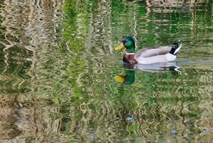 acqua, anatra, riflesso, riflessi, germano, becco, uccello, colori, reale, nuotare