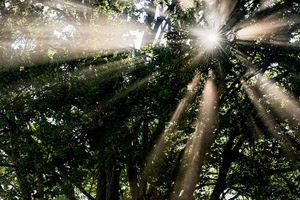 alberi, sole, raggi, rami, controluce, verde, luce, riflessi, bosco