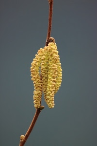 giallo, ramo, fiore, grigio, grappolo, semi, stelo, macro, infiorescenza, gemme, fiori, pianta