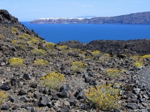 mare, fiori, pietre, rocce, panorama, acqua, sassi, paesaggio, azzurro, blu, piante