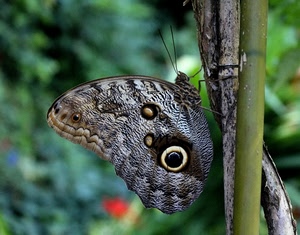 farfalla, verde, ali, grigio, ramo, occhio, occhi, antenne, natura, macro