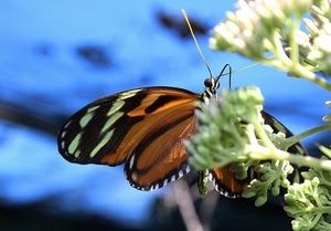farfalla, fiore, ali, azzurro, macro, fiori, natura, insetto, arancione