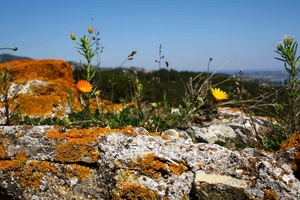 fiori, giallo, cielo, rocce, verde, erba, piante, arancione, petali, pietre, azzurro, roccia