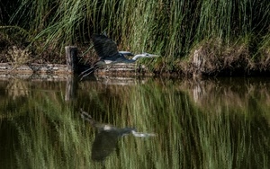 riflesso, acqua, ali, airone, uccello, volo, verde, fiume, lago, natura