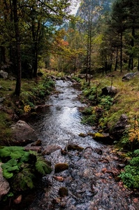 acqua, alberi, torrente, bosco, montagna, fiume, sassi, pietre, rocce, ruscello