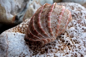 conchiglia, pietra, sasso, rosa, buchi, mare, curve, geometrie, guscio, macro