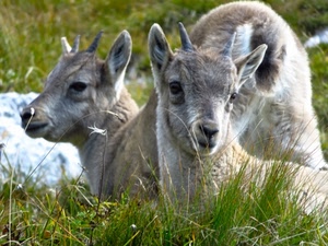 corna, animali, erba, natura, occhi, musi, montagna, orecchie, muso, due