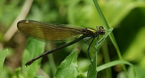ali, verde, libellula, foglie, insetto, macro, zampe, erba