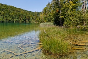 acqua, alberi, fiume, erba, verde, rami, lago, cespuglio, radici, bosco