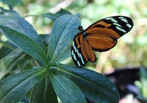 farfalla, foglie, ali, verde, insetto, pianta, macro, antenne