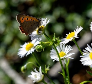 farfalla, margherite, fiori, macro, giallo, natura, ali, primavera, verde, bianco