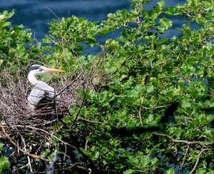 nido, uccello, becco, airone, verde, foglie, albero, rami
