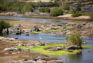 fiume, acqua, verde, rocce, sassi, cespugli, uccello, piante, alberi, arbusti, animale