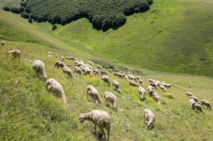 pecore, gregge, alberi, verde, erba, animali, prato, pascolo, bosco, montagna, tante, ovini, bianco, colline