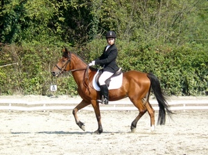 cavallo, verde, cavaliere, fantino, amazzone, coda, equitazione, sella, bruno, sabbia