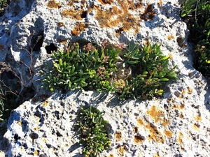 roccia, verde, piante, pietra, pianta, sasso, ombre, erba, foglie, licheni