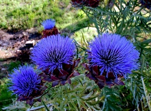 fiori, verde, blu, cardi, erba, piante, fiore, quattro, viola, natura, petali, azzurro