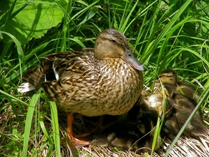 erba, anatra, verde, anatroccoli, piume, becco, uccelli, zampe, pulcini