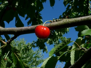 ciliegia, rosso, foglie, ramo, frutto