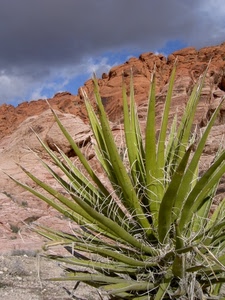 rocce, agave, verde, nuvole, pianta, montagna, spine, arido, deserto, cielo
