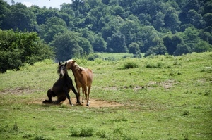 cavalli, due, alberi, prato, erba, verde, animali, marrone, nero