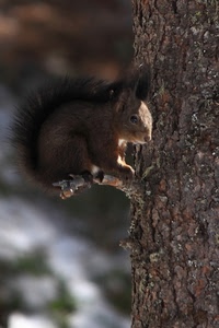 tronco, scoiattolo, albero, coda, animale