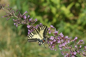 farfalla, ali, fiori, fiore, verde, macro, macaone, ramo, colori, estate