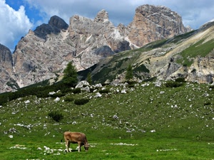 nuvole, mucca, cielo, montagna, montagne, pascolo, rocce, verde, prato, erba, alberi, cime, ombra, albero, animale