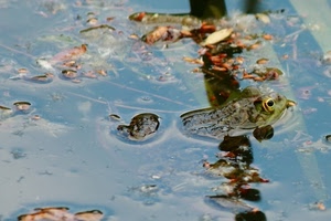 acqua, rana, foglie, stagno, occhio, occhi, anfibio, animale, riflesso