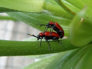 insetti, verde, due, rosso, zampe, foglie, macro, coccinelle