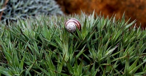 verde, chiocciola, lumaca, foglie, piante, erba, natura, pianta, guscio, grassa