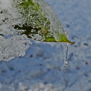 foglia, ghiaccio, goccia, inverno, macro, verde, trasparenze