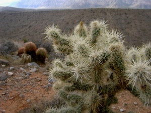 spine, piante, deserto, grasse, cactus, verde, aculei, pianta, sassi, terra