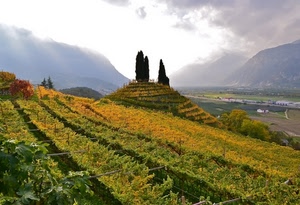 alberi, nuvole, vigneto, collina, montagne, cipressi, verde, autunno, colline, panorama, vigne, cielo, viti, filari, montagna, valle, uva, foglie