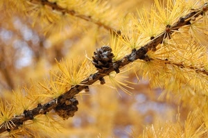 aghi, pigne, ramo, giallo, larice, gialli, autunno, rami