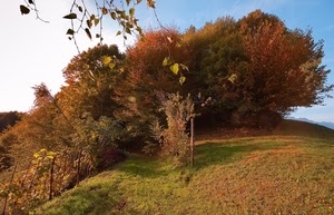 alberi, autunno, foglie, rami, cielo, piante, verde, viti, erba, prato, bosco, collina, nuvole, montagna