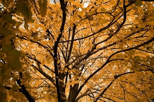 rami, autunno, foglie, albero, giallo, controluce, alberi