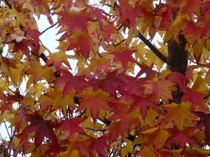 foglie, rosso, albero, giallo, autunno, rami
