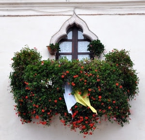 finestra, fiori, verde, bandiera, gerani, rosso, vasi, piante, giallo, legno, bianco, vetri