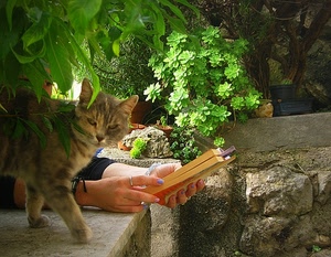 gatto, mani, libro, piante, verde, unghie, micio, muretto, leggere