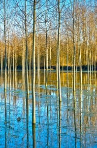 acqua, alberi, pioppi, riflesso, rami, riflessi, fiume, giallo, azzurro, tronchi