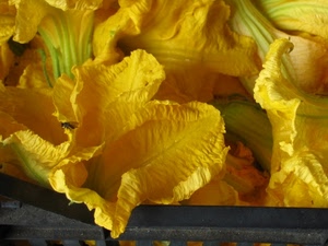 giallo, fiori, mosca, zucca, verde, zucchina, verdura, zucchine, cassetta